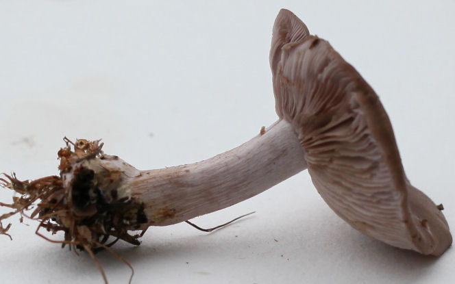 clitocybe nuda