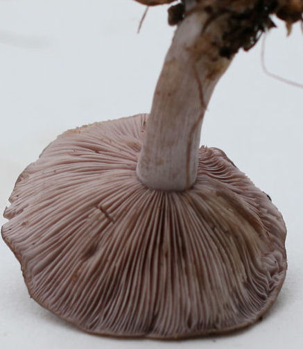 clitocybe nuda