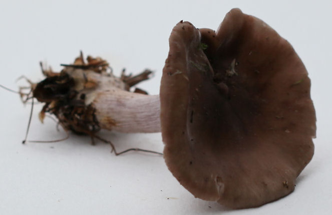 clitocybe nuda