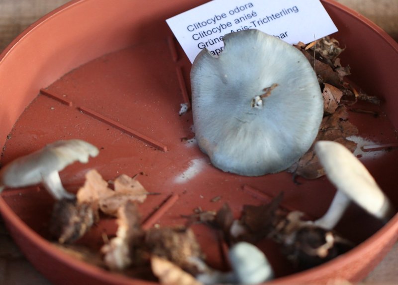 Clitocybe odora 