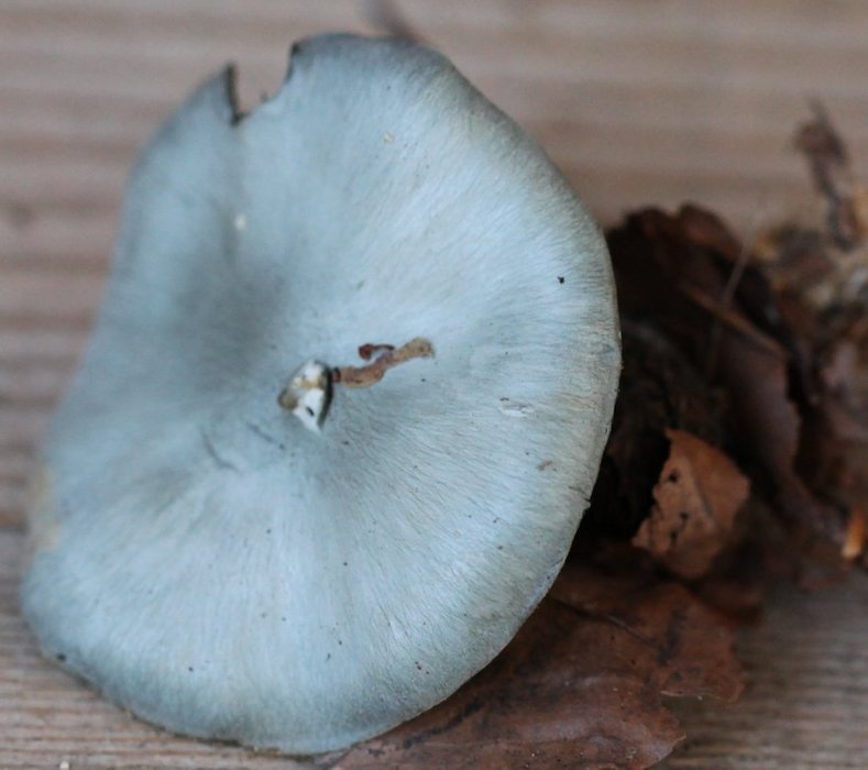 Clitocybe odora 