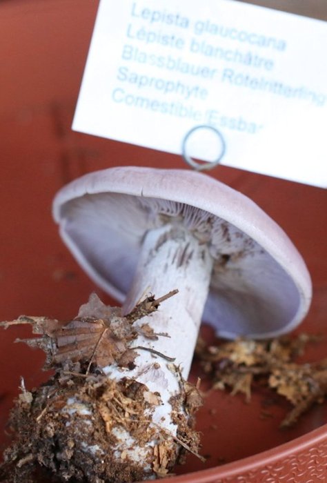 Lepista glaucoana