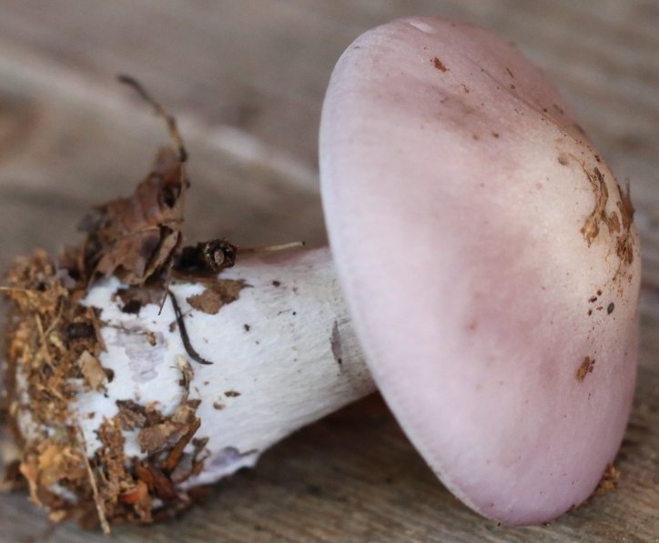 Lepista glaucoana