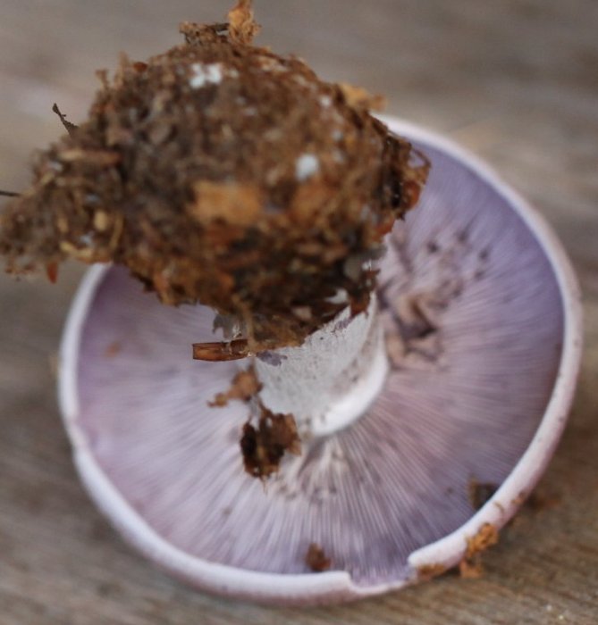 Lepista glaucoana
