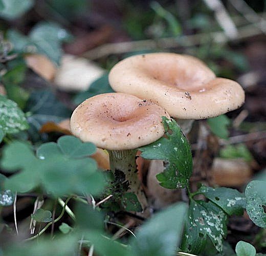 clitocybe inversa