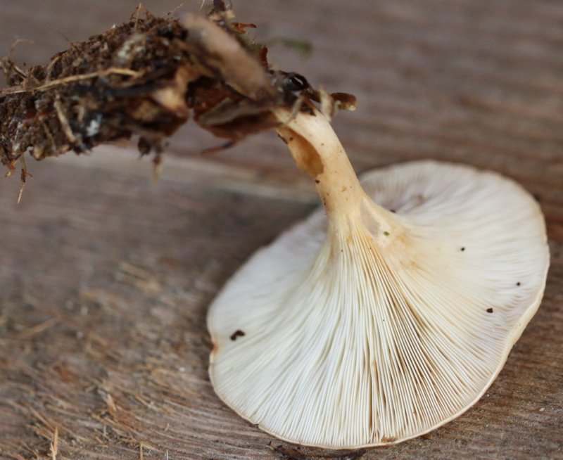 Clitocybe inversa