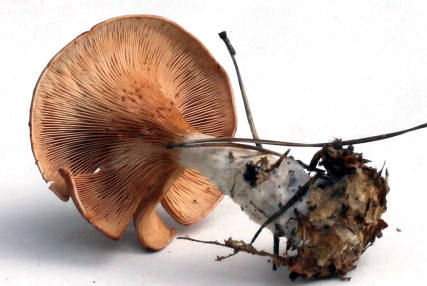 Infundibulicybe gibba