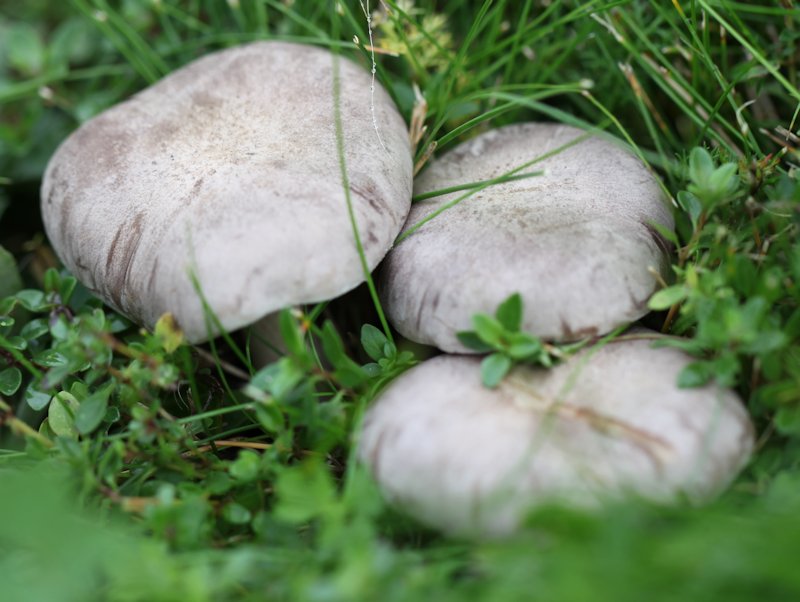 Lepista luscina