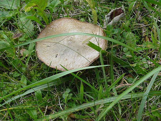 Lepista panaeolus