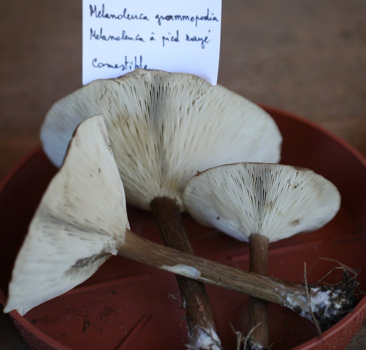 Melanoleuca grammopodia