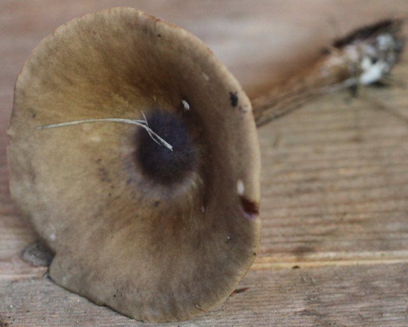 Melanoleuca grammopodia