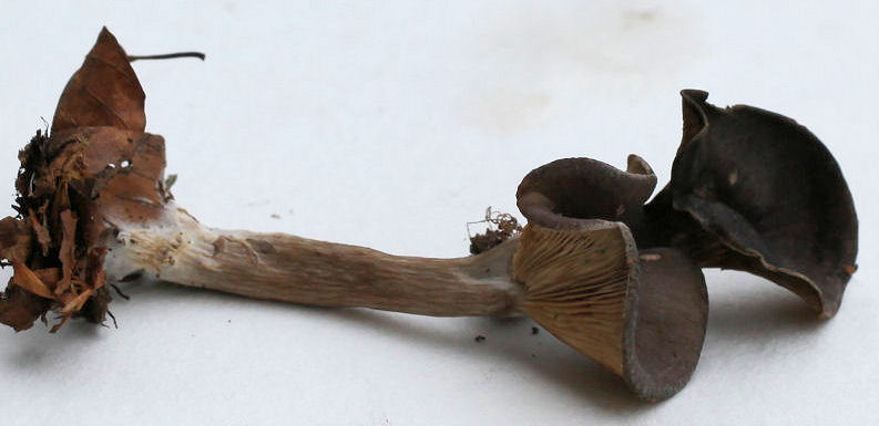 Pseudoclitocybe cyathiformis