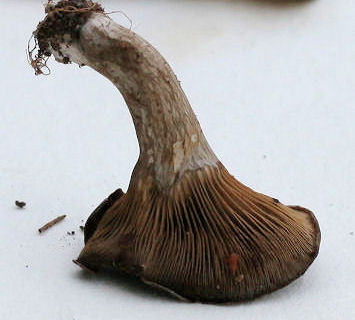 Pseudoclitocybe cyathiformis