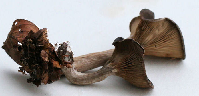 Pseudoclitocybe cyathiformis