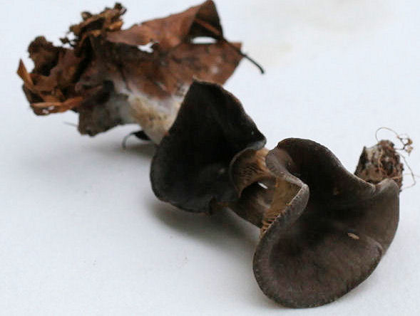 Pseudoclitocybe cyathiformis