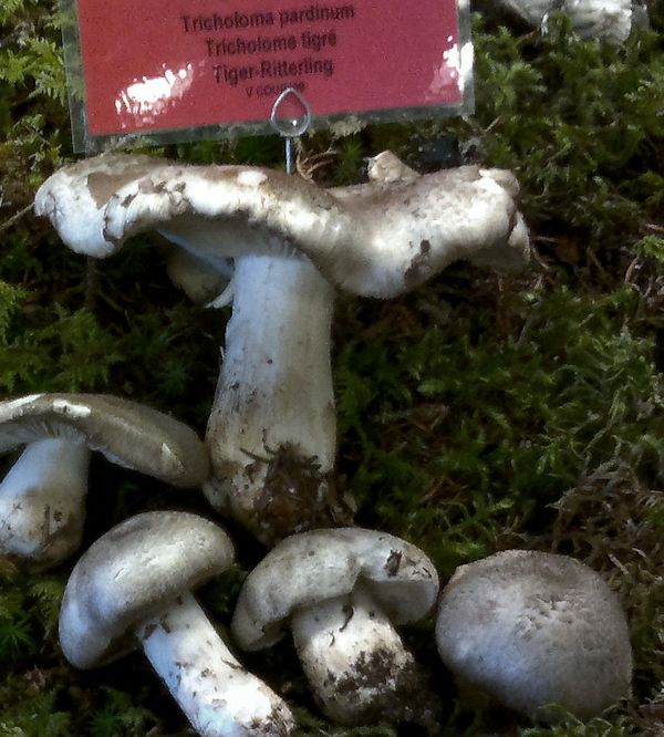 tricholoma pardinum