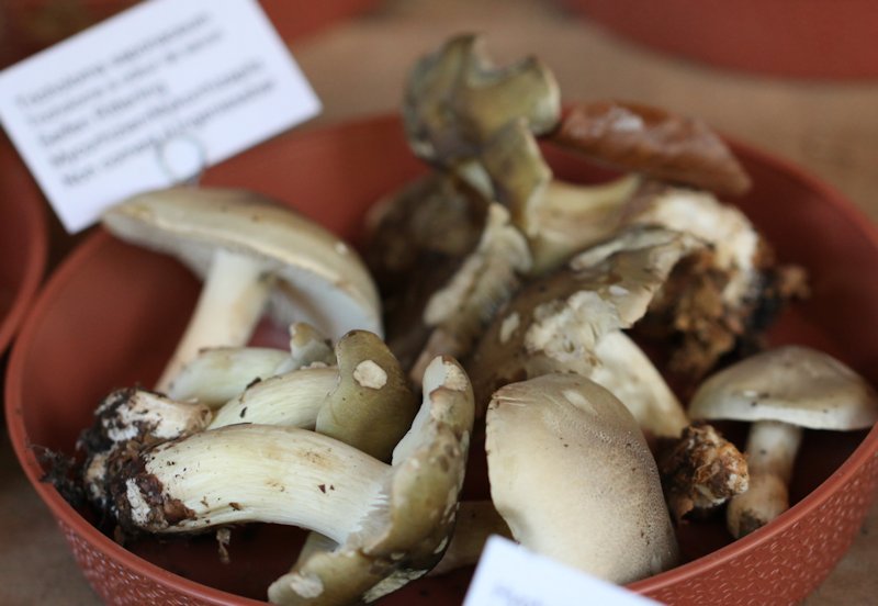 Tricholoma saponeum