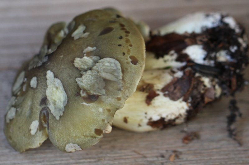 Tricholoma saponeum