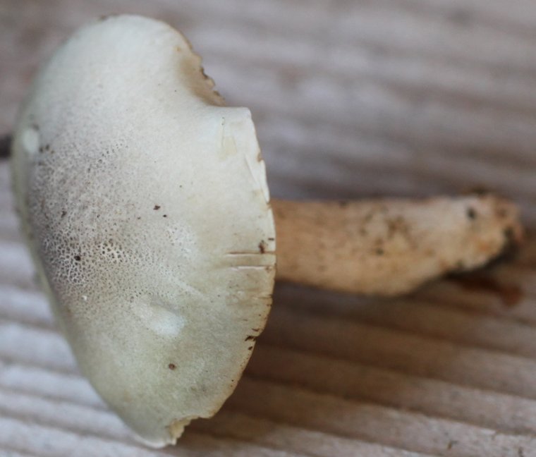 Tricholoma saponeum
