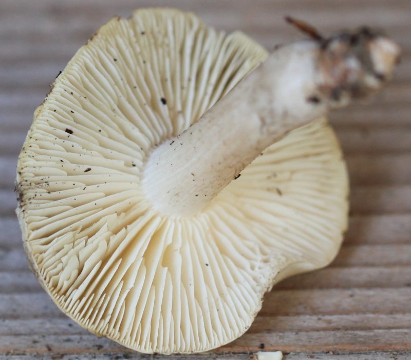 Tricholoma saponeum