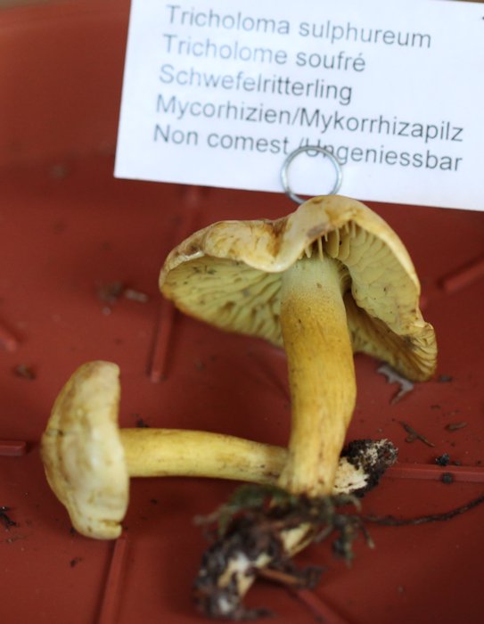 Tricholoma sulphureum