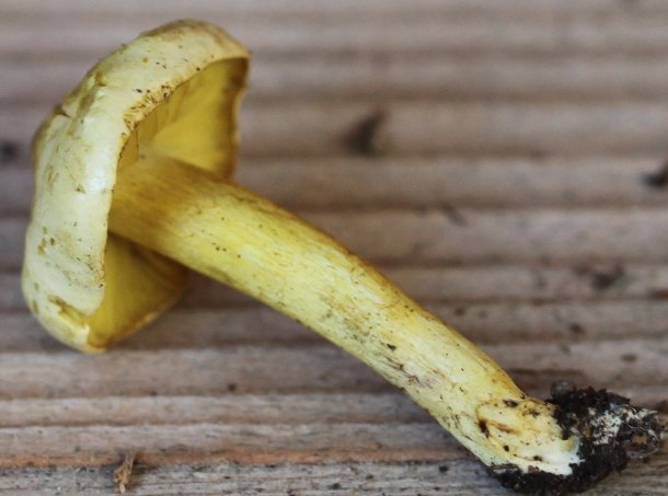 Tricholoma sulphureum