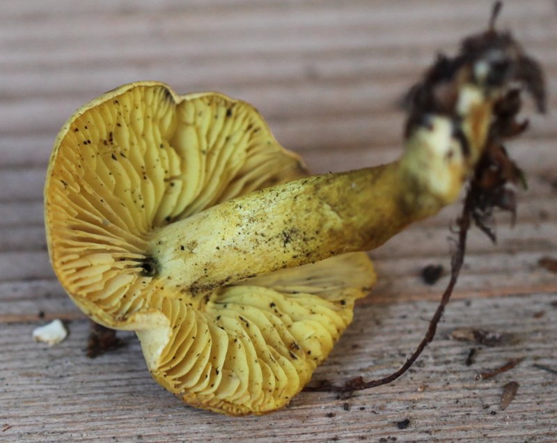 Tricholoma sulphureum