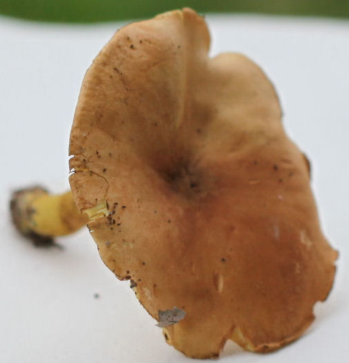 Tricholoma sulphureum bufonia