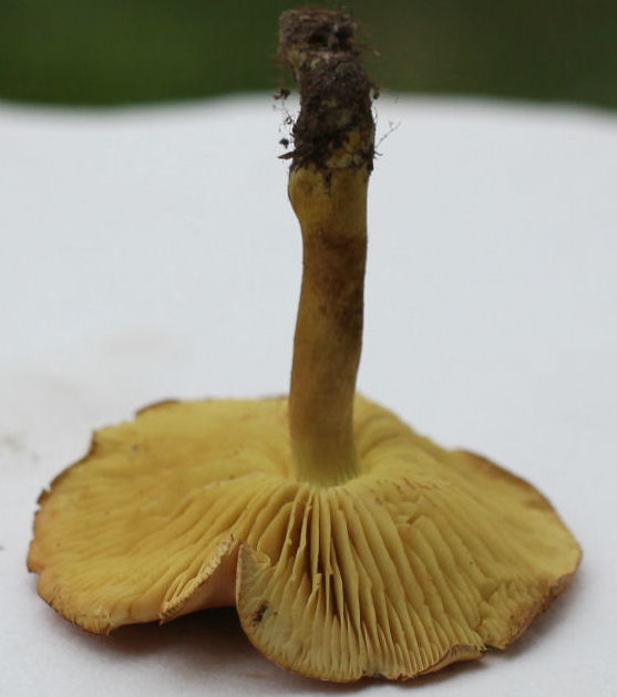 Tricholoma sulphureum bufonia