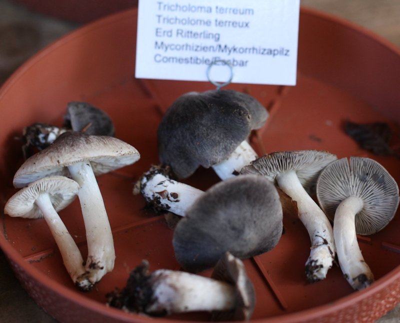 Tricholoma terreum