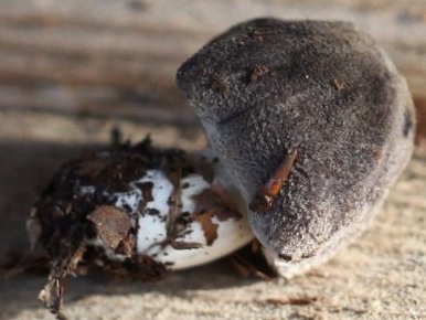 Tricholoma terreum