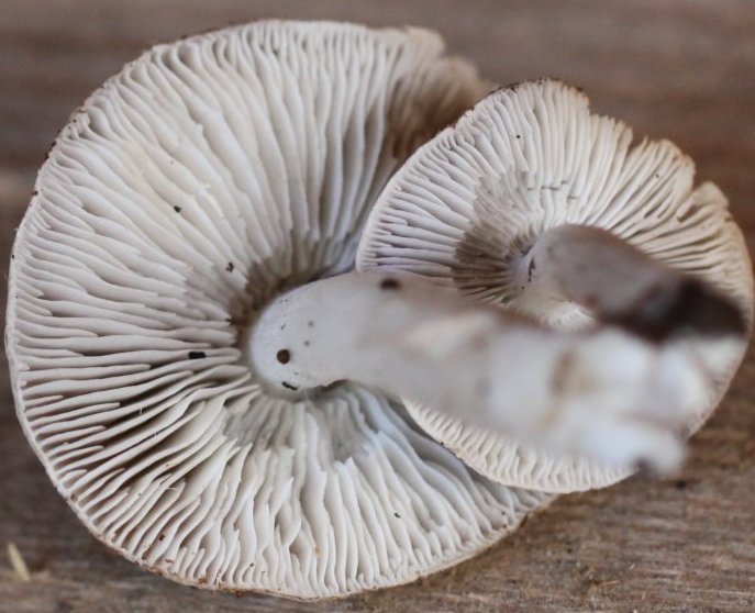 Tricholoma terreum