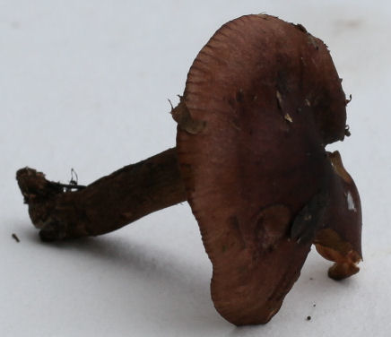 Tricholoma ustaloides