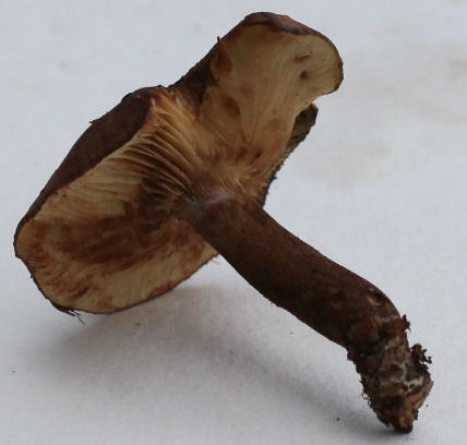 Tricholoma ustaloides