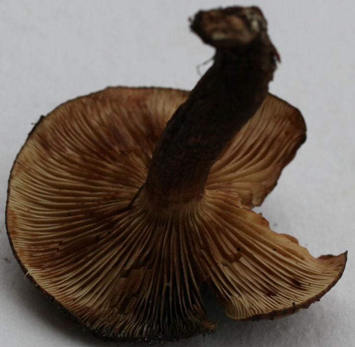 Tricholoma ustaloides