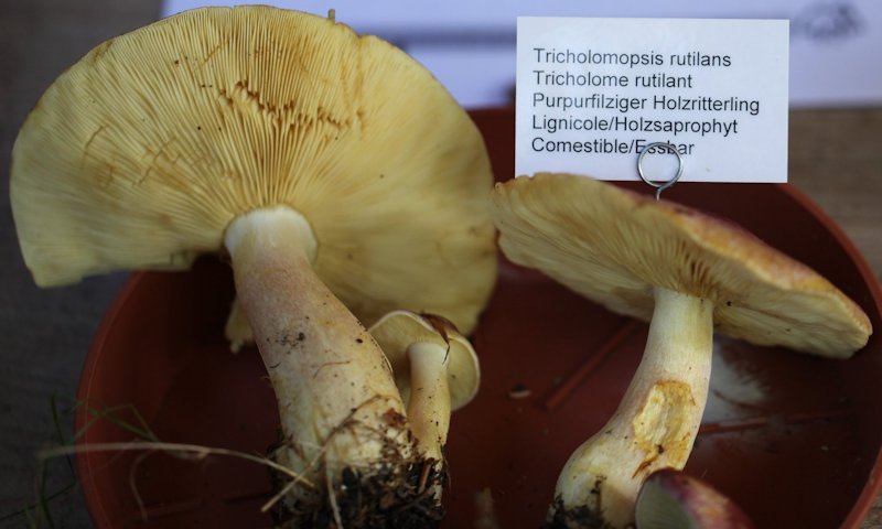 Tricholomopsis rutilans