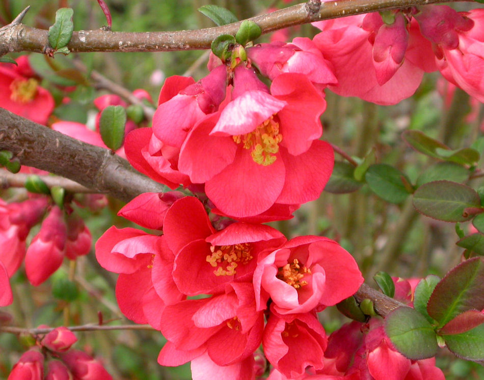 cognassier du Japon