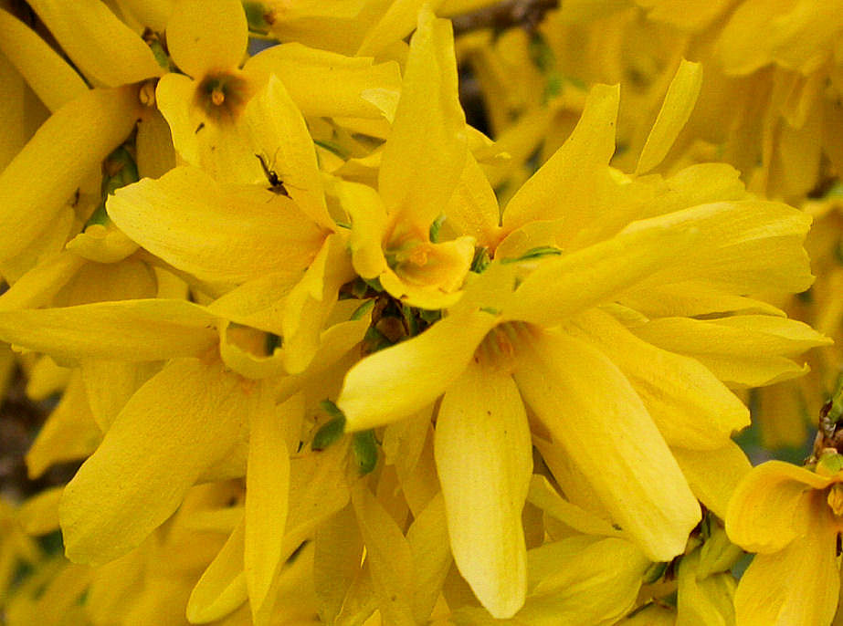 forsythia