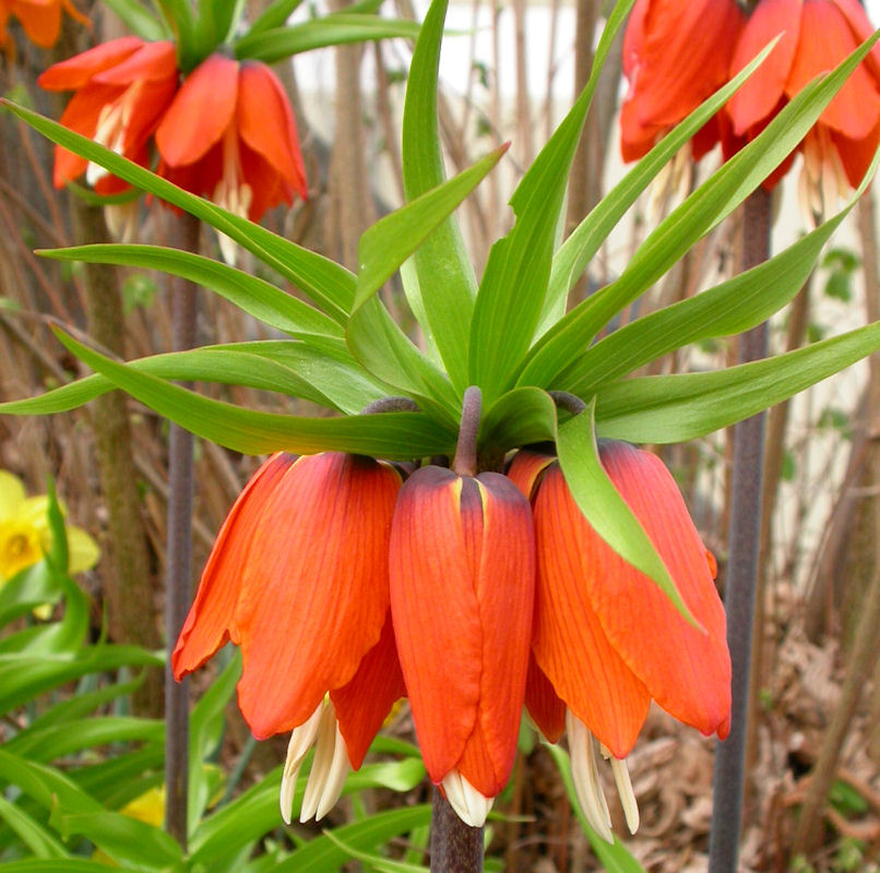 fritillaria imperialis