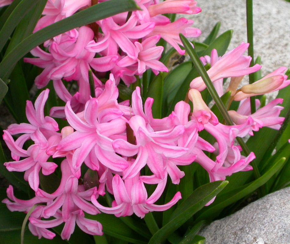 jacinthes