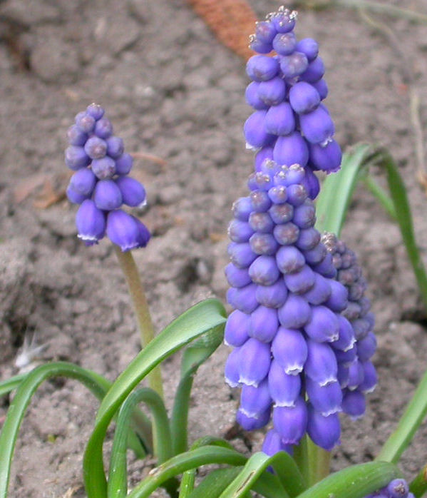 muscari