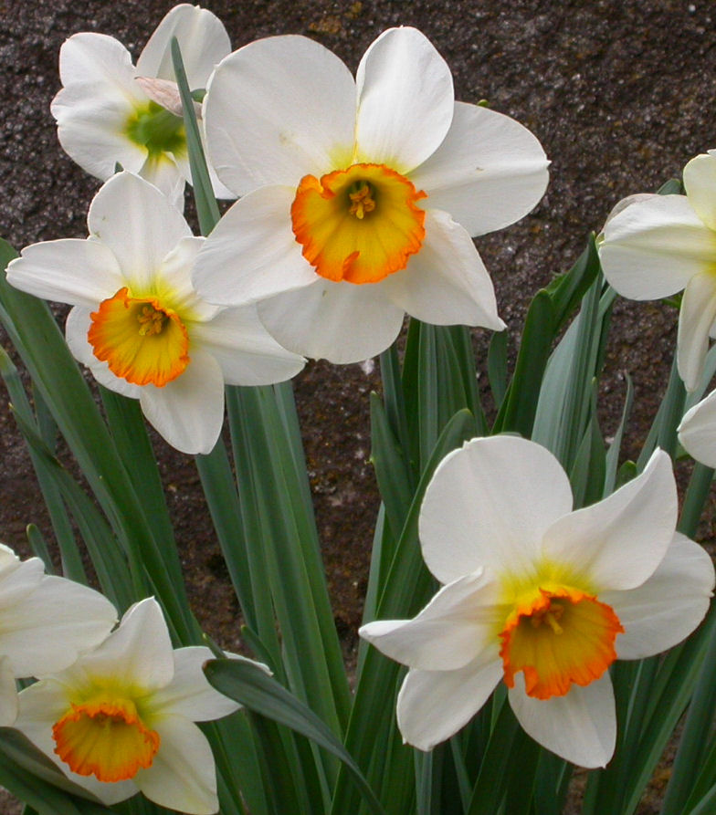 narcisses